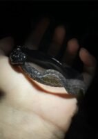 The origin of the lotus